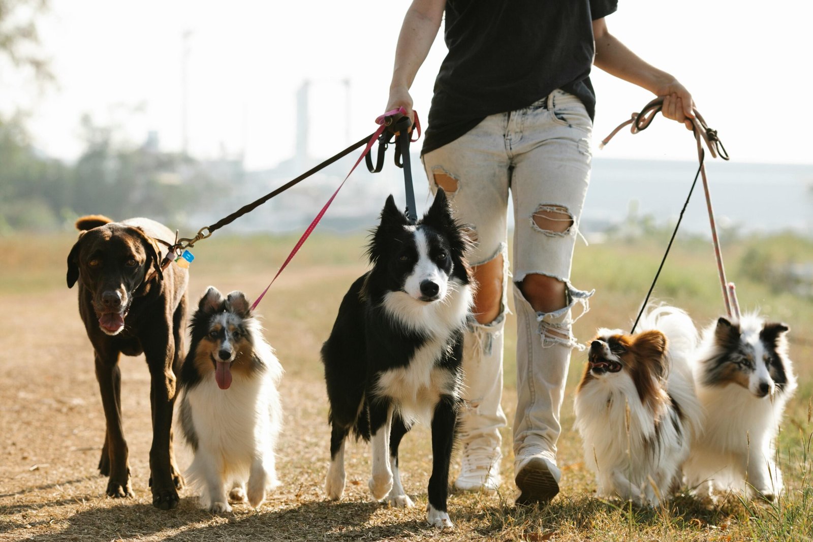 Dog walking service
